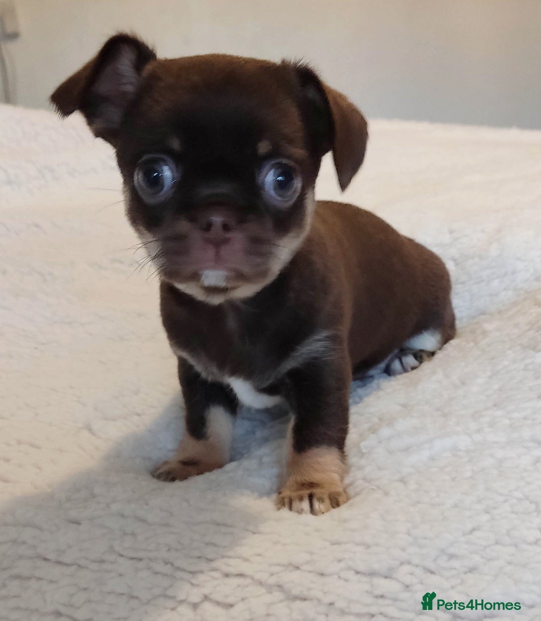 Chihuahua dogs for sale: Beautiful Chocolate Chihuahua Girls  - Advert 8