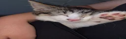 Mixed Breed cats for sale: 2 bundles of fun and furryness in Andover - Advert 10