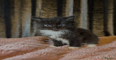 Mixed Breed cats Grey/black kittens  - Advert 13