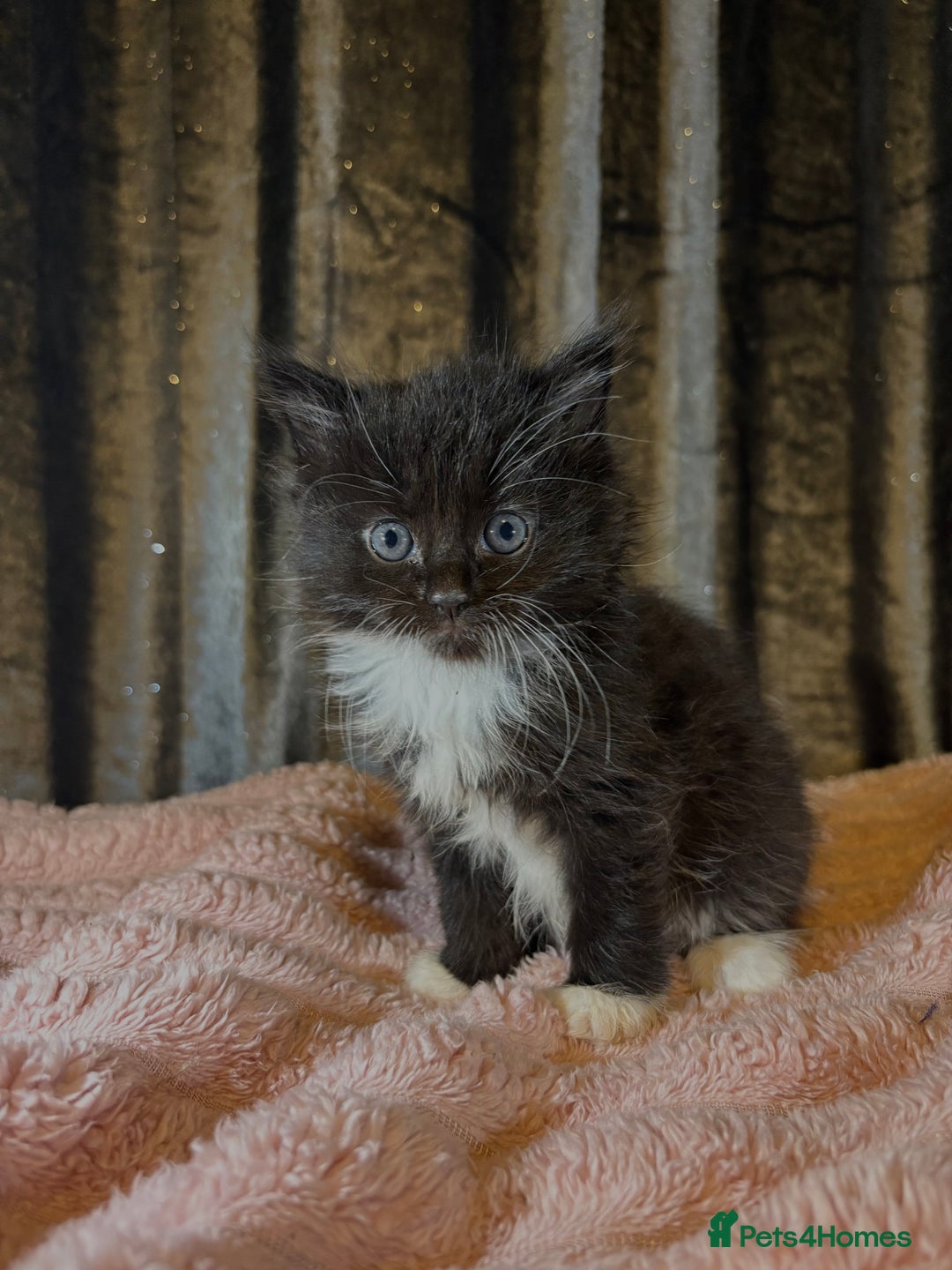 Mixed Breed cats for sale: Grey/black kittens  - Image 7