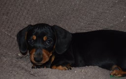Dachshund dogs for sale: 3/4 MINIATURE SMOOTH DACHSHUND PUPPIES - Image 7