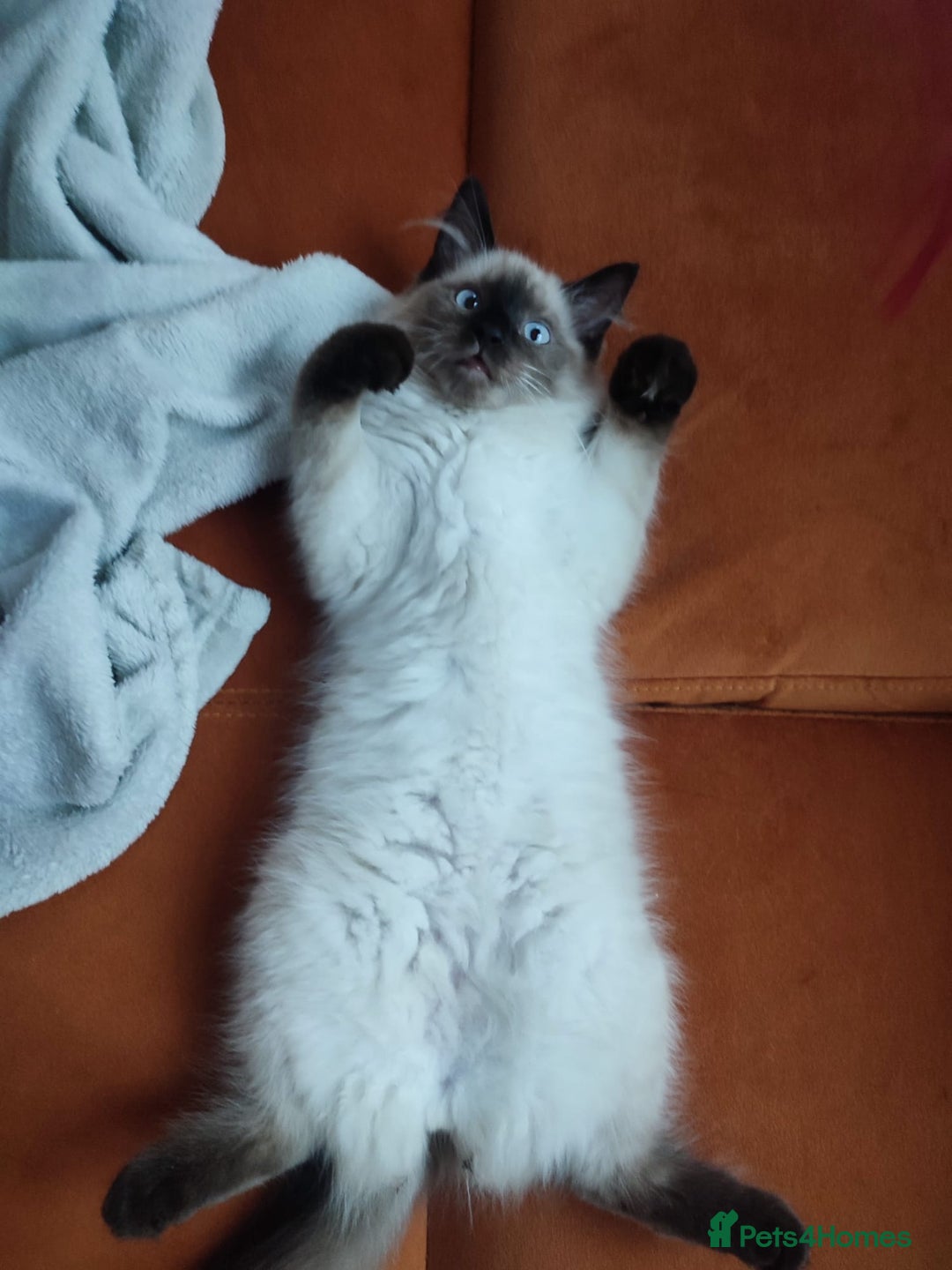 Ragdoll cats for sale: Ragdoll in need of a loving home - Advert 3