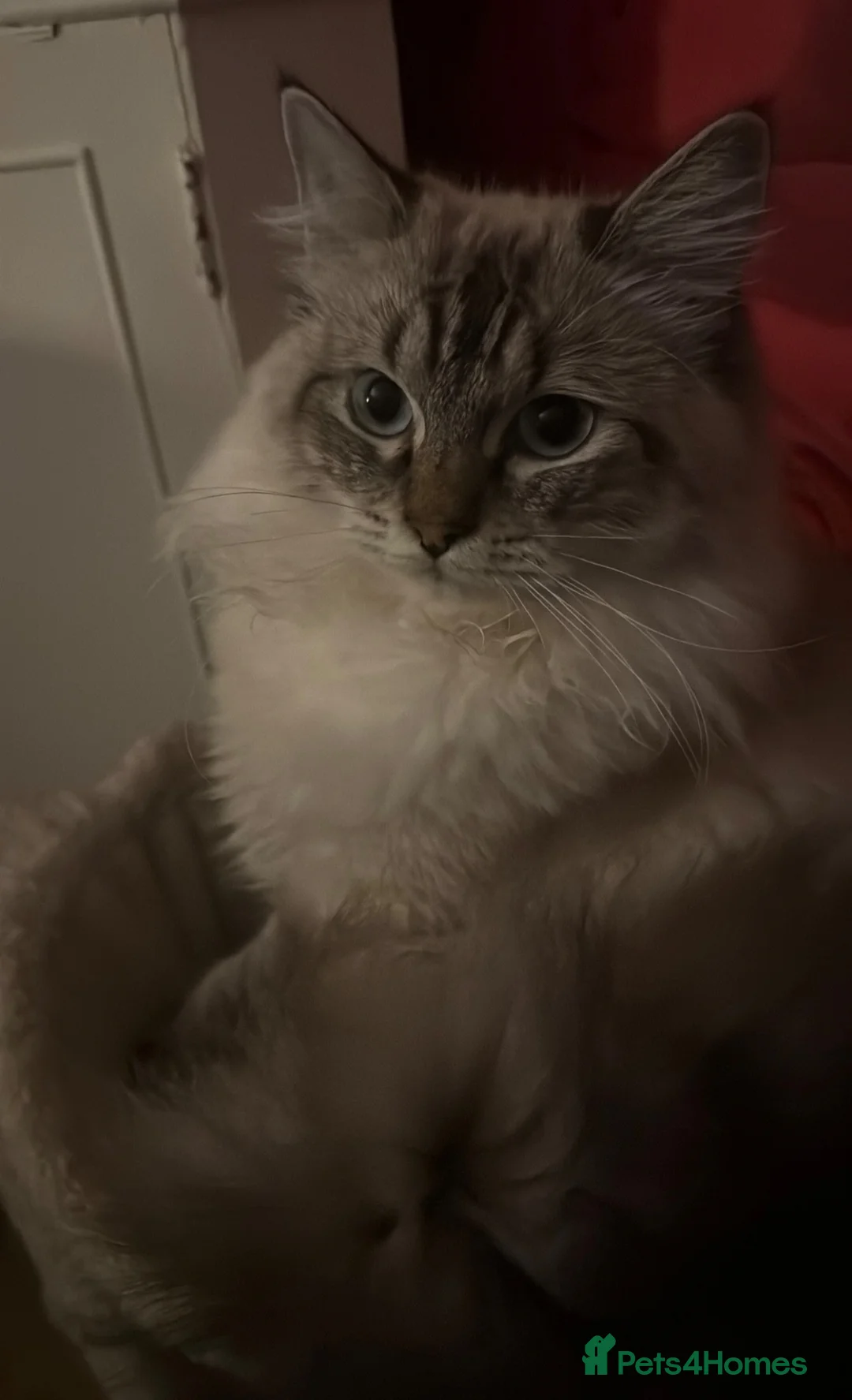 Ragdoll cats for sale: Male Ragdoll Cat for Sale in Tonbridge - Advert 5