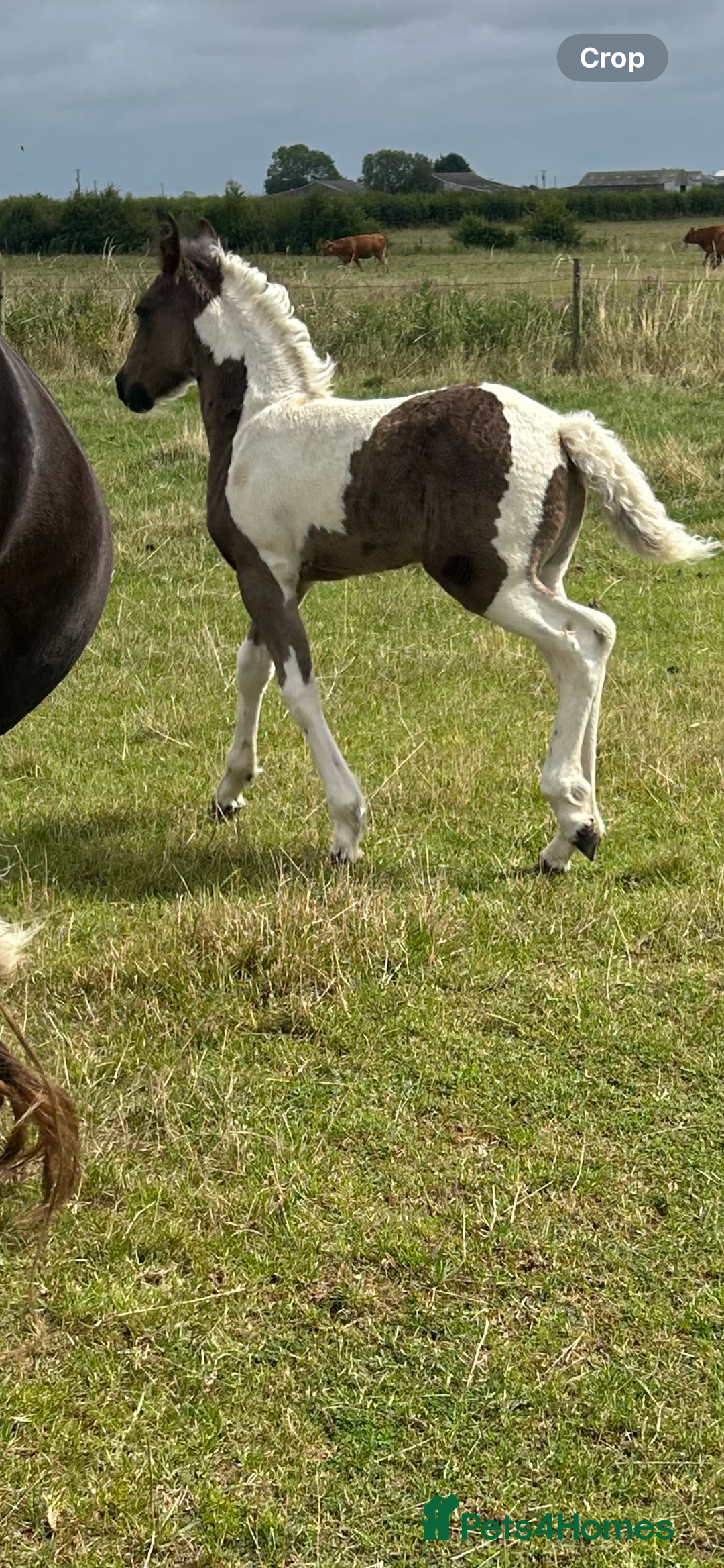Friesian horses for sale: Friesian x Irish Gypsy Cob - Image 4
