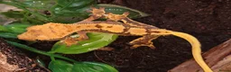 Gecko reptiles for sale: Crested Geckos hatchlings and male juveniles  - Advert 12