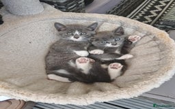 Mixed Breed cats for sale: 6 lovely brothers looking for new home - Image 9