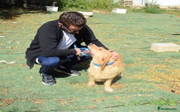 Basset Fauve De Bretagne dogs for adoption: Howie  - Image 8