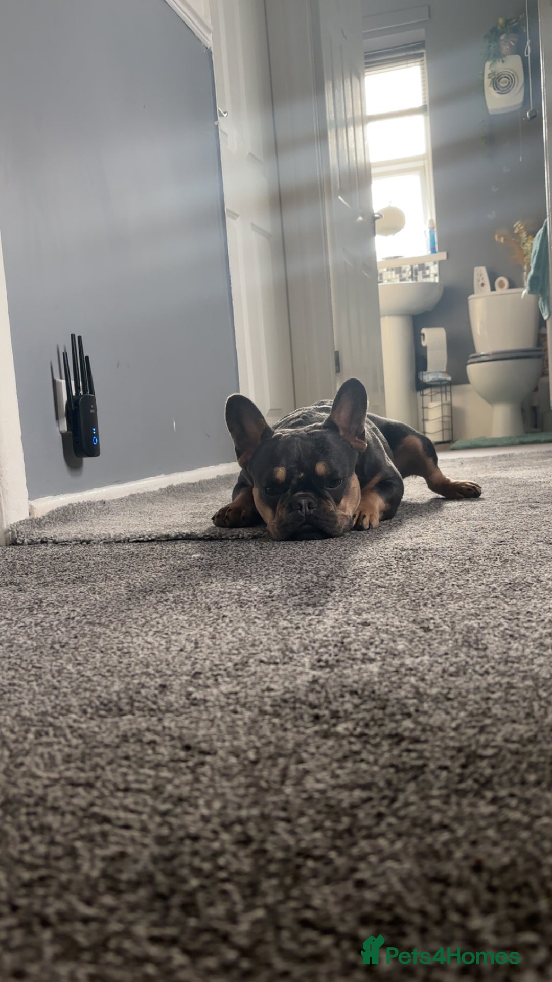 French Bulldog dogs for sale: french bully dog  - Image 2