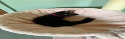 Mixed Breed cats for sale: Black kitten for sale  - Advert 14