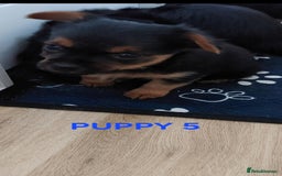 Yorkshire Terrier dogs for sale: YORKSHIRE TERRIER PUPPIES with OWN VET HEALTH CERT - Image 9