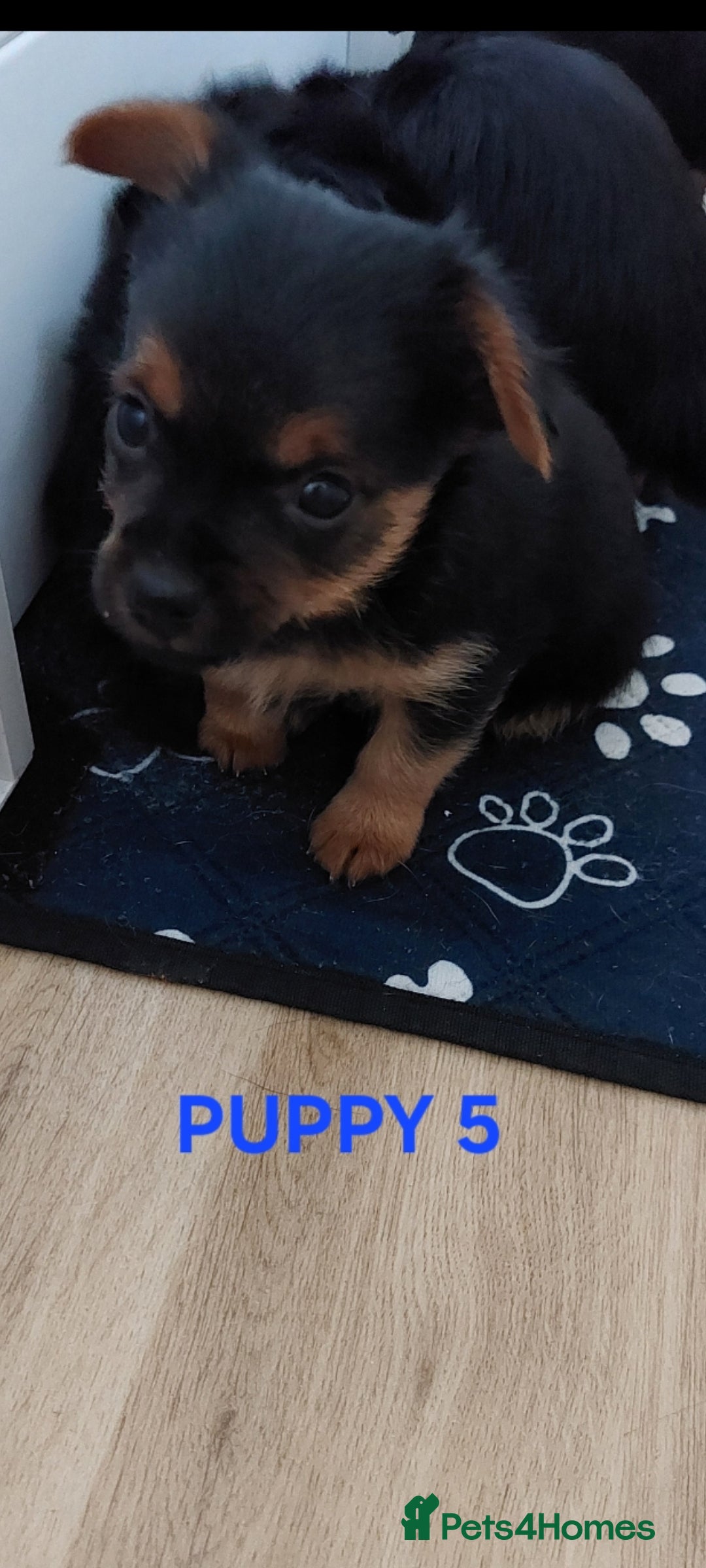 Yorkshire Terrier dogs for sale: YORKSHIRE TERRIER PUPPIES with OWN VET HEALTH CERT - Image 9