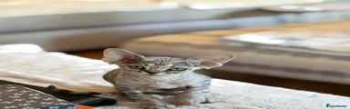 Devon Rex 2