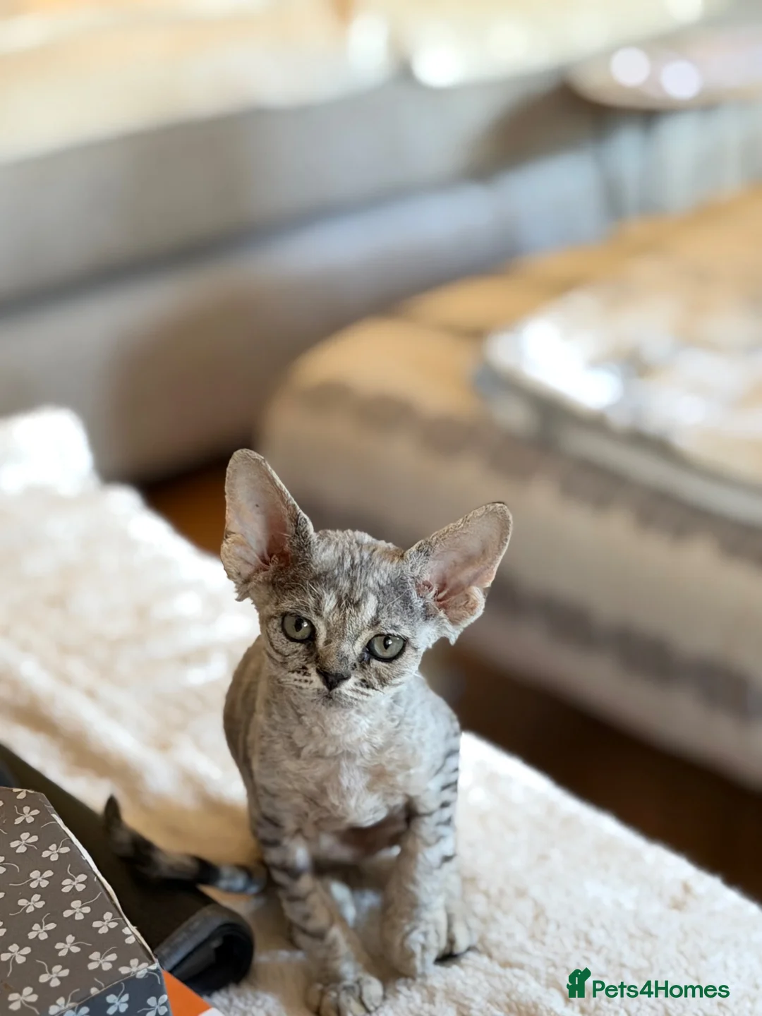 Devon Rex cats for sale: Stunning Affectionate Devon Rex Kittens  - Advert 16