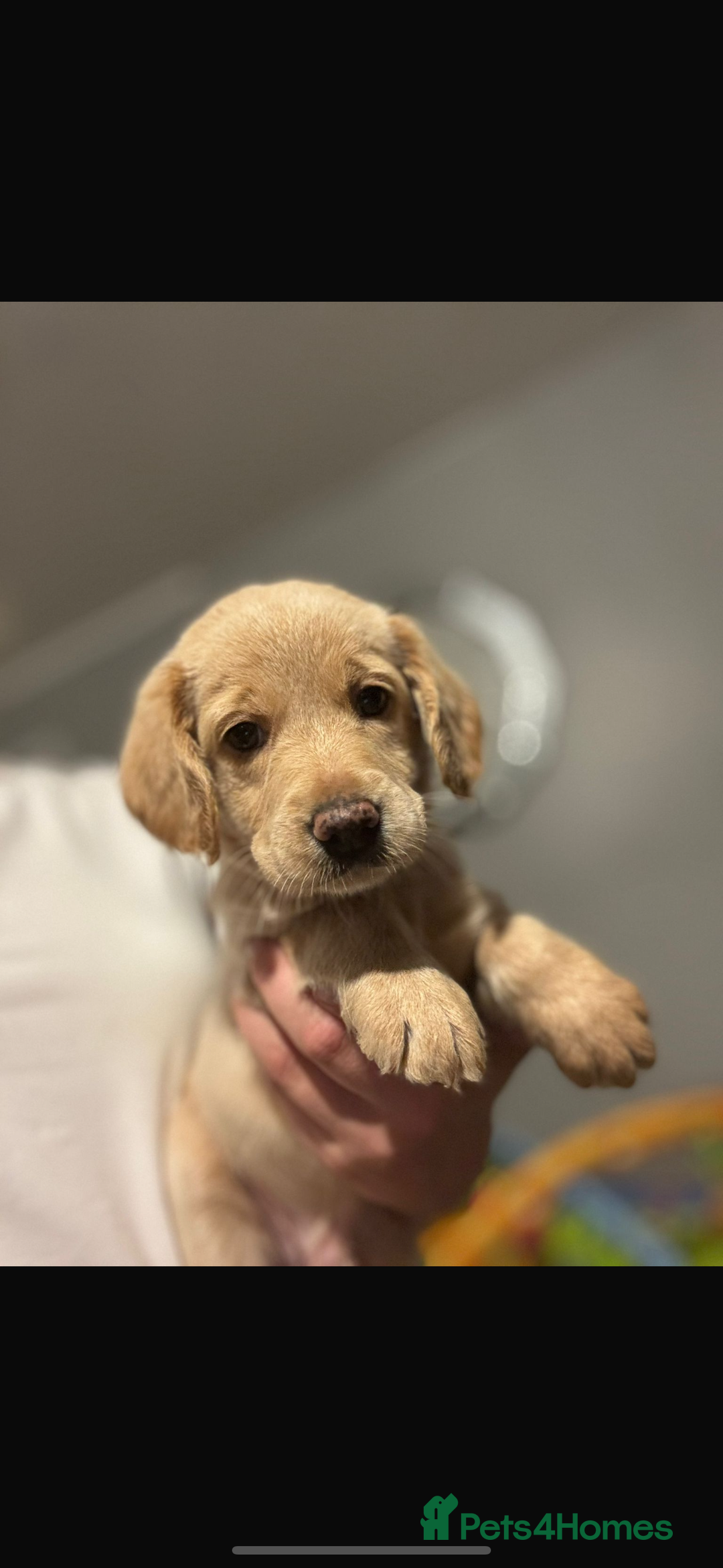 Labradoodle dogs for sale: Health tested f1 labradoodles in Cambridge - Image 2