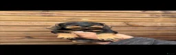 Dachshund dogs for sale: Dachshund KC wire haired puppies  - Advert 23