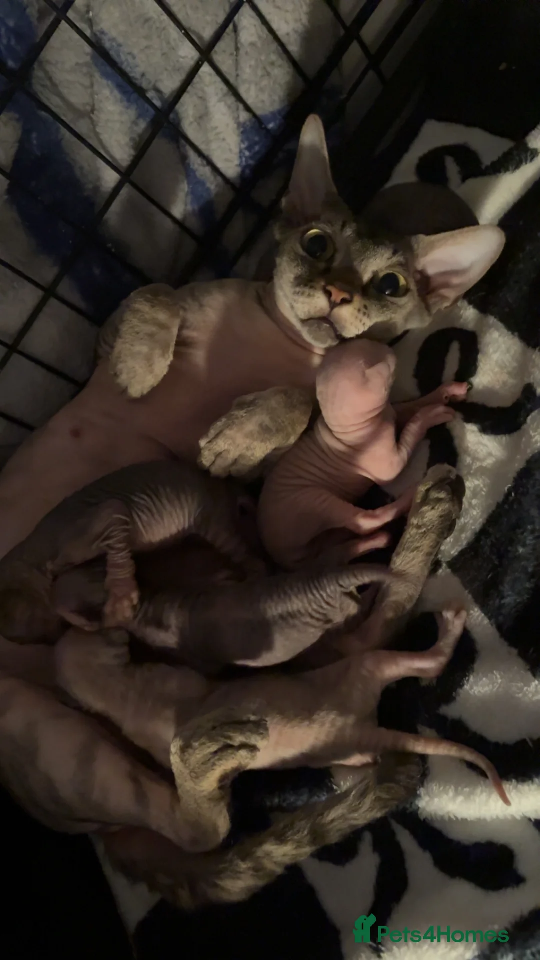 Sphynx cats for sale: Stripy Sphynx kittens - Advert 2