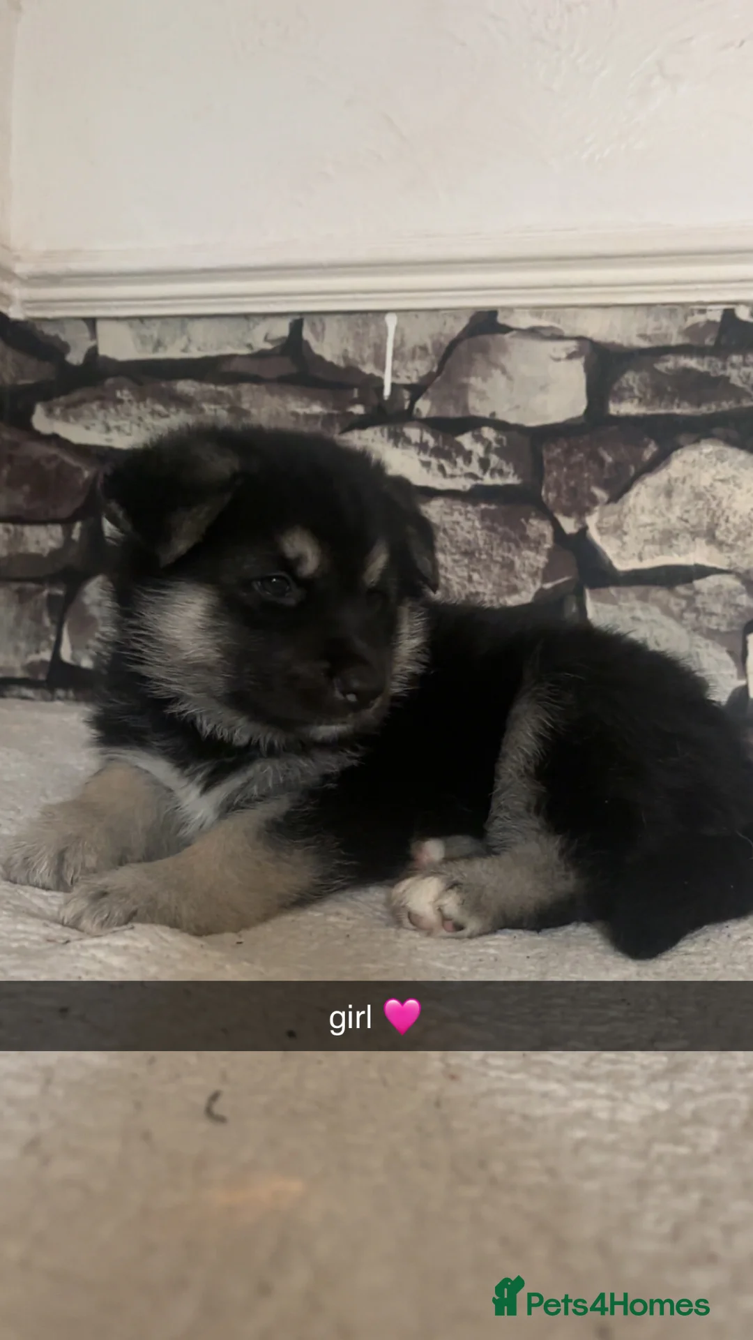 Shepsky dogs for sale: 5 beautiful shepskies - Advert 2