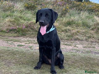 Labrador Retriever dogs - Advert 1