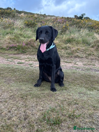 Labrador Retriever dogs - Advert 1