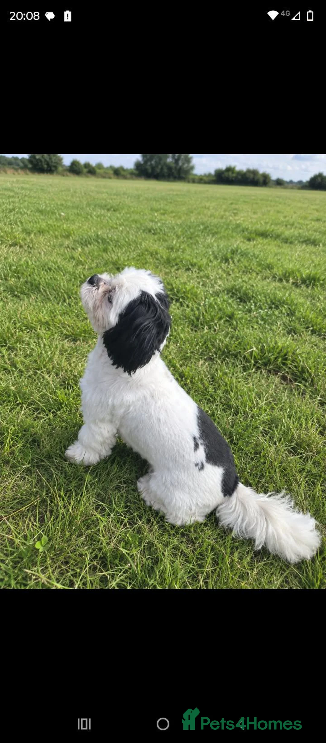 Shih Tzu dogs for sale: Gorgeous Female shihtzu  - Advert 2