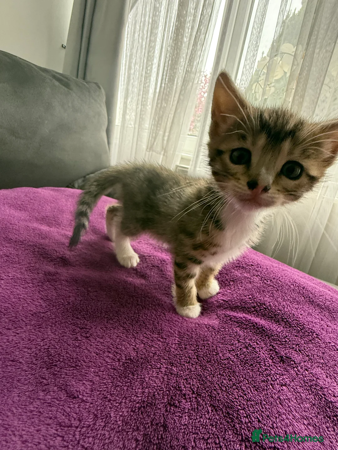 Bengal cats for sale: Half Bengal 2 female kittens 🐱  - Advert 13