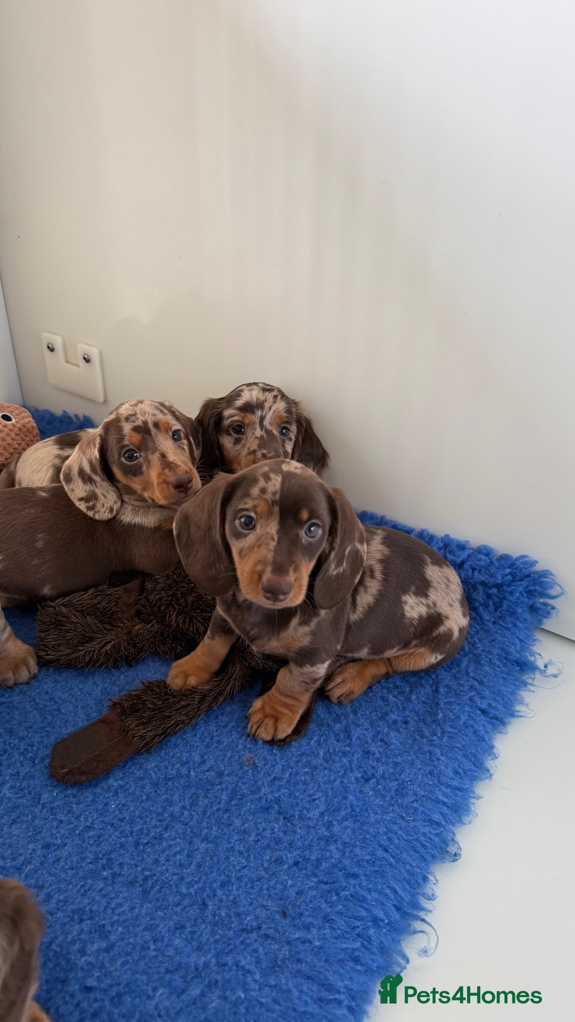 Miniature Dachshund dogs Quality miniature long hair & smooth hair puppy's - Advert 1