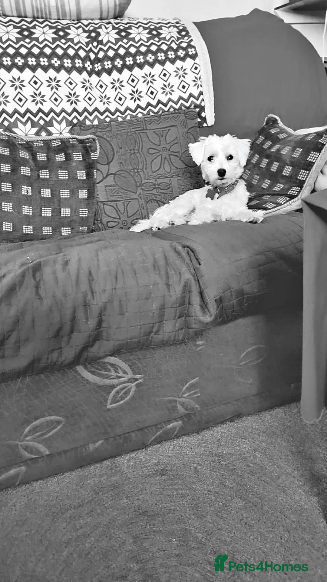 Bichon Frise dogs for sale: Bichon puppies - Advert 6