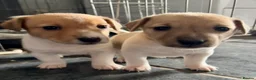 Jack Russell dogs for sale: Male Jack Russell Puppies – Ready 15th October in Caerphilly - Advert 2