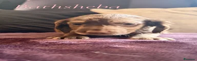 Bathsheba