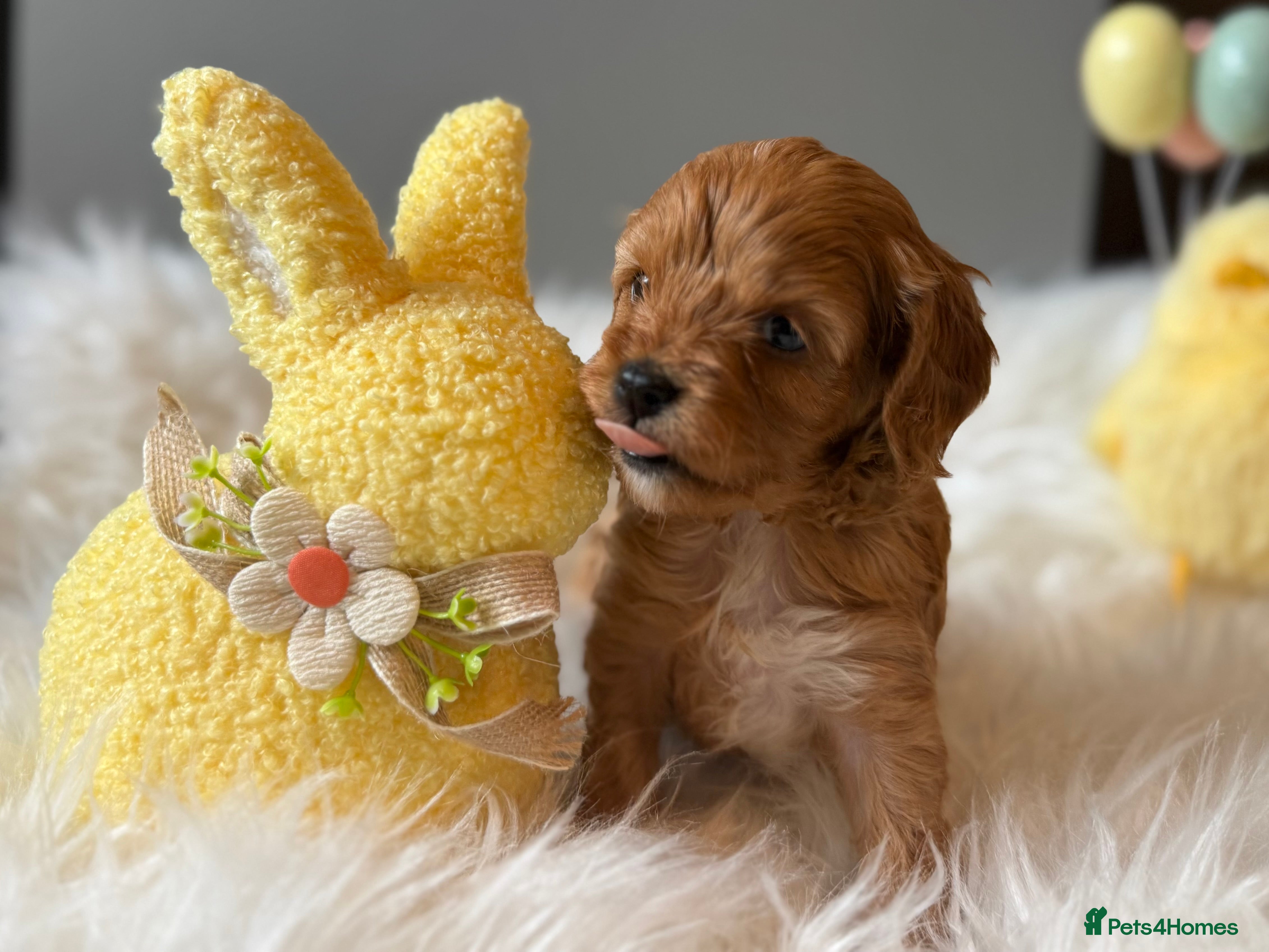 Cavapoo dogs Stunning, health tested, red Cavapoo pups  - Advert 4