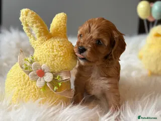 Cavapoo dogs Stunning, health tested, red Cavapoo pups - Advert 4
