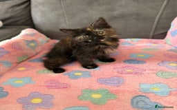 Siberian cats for sale: Full stunning siberian kittens for sale - Image 23
