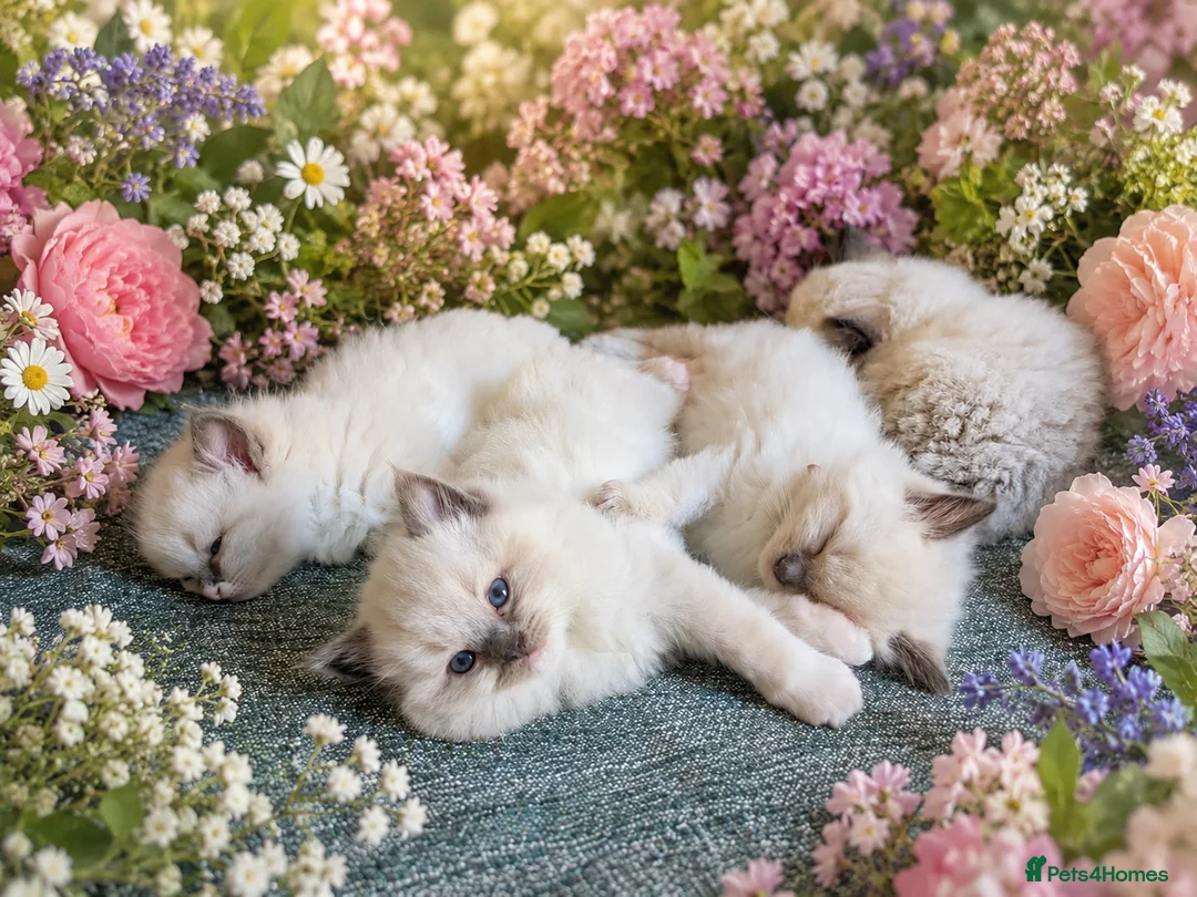 Ragdoll cats for sale: Beautiful Ragdoll boy  - Advert 9