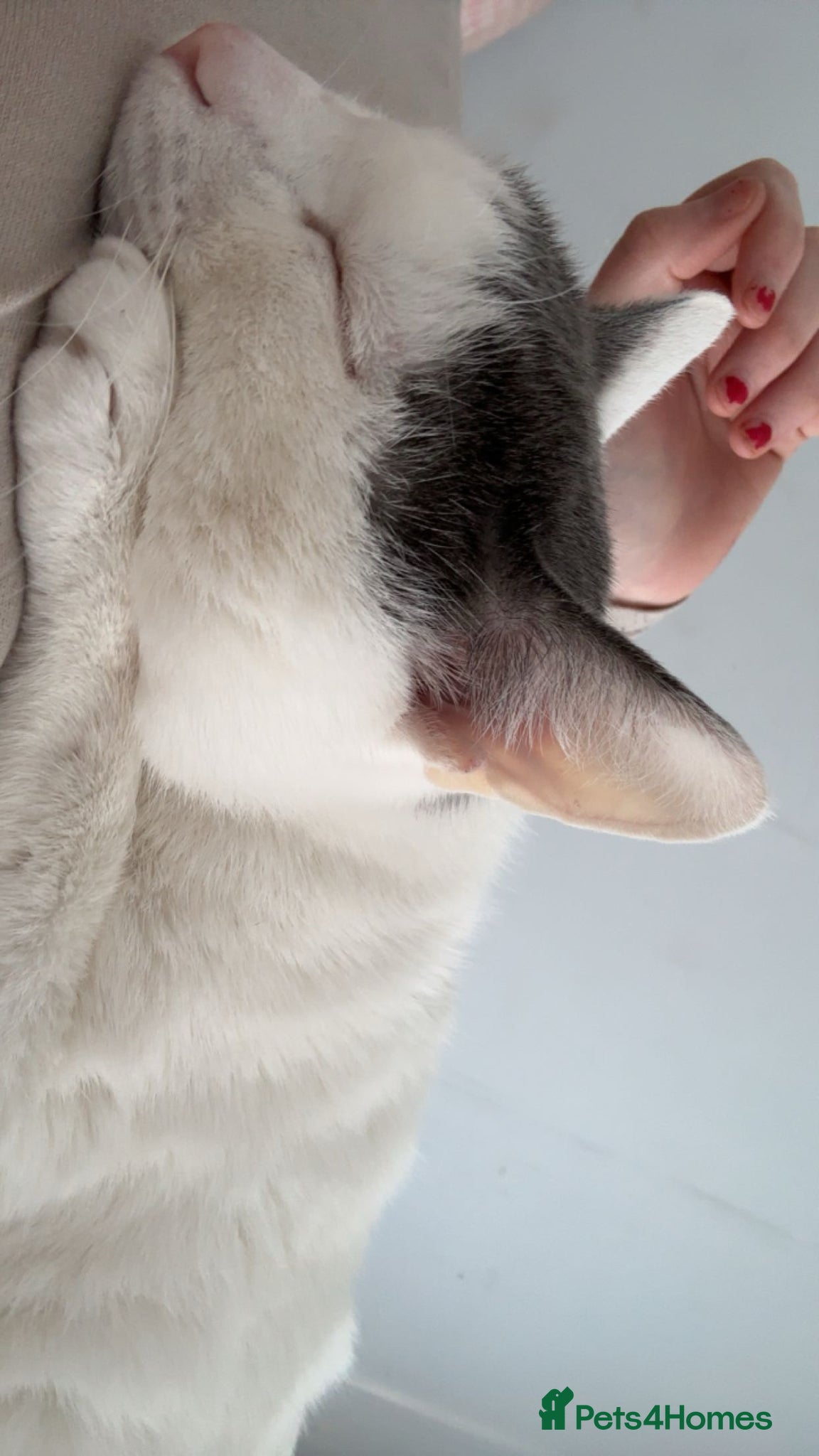 Mixed Breed cats Snowy £30 - Advert 1