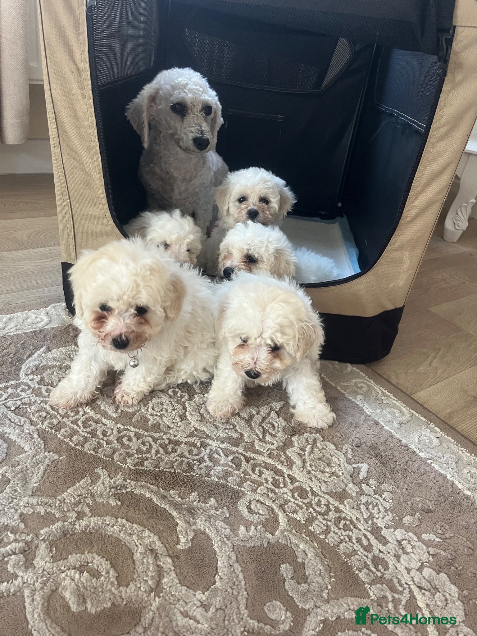 Bichon Frise dogs Bichon frise  - Advert 2