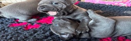 Staffordshire Bull Terrier dogs for sale: KC blue Staffordshire bull terrier puppies  - Advert 7