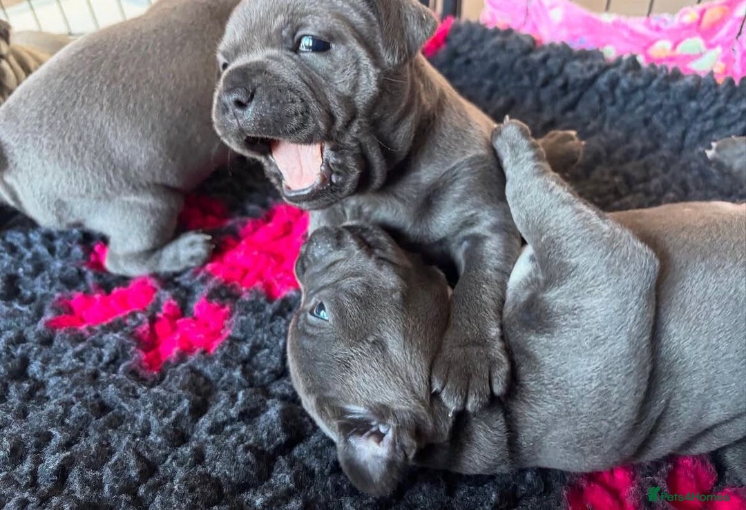 Staffordshire Bull Terrier dogs for sale: KC blue Staffordshire bull terrier puppies  - Advert 7