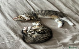 Domestic Shorthair cats for sale: Pair of Domestic shorthair kittens🤍 - Image 3