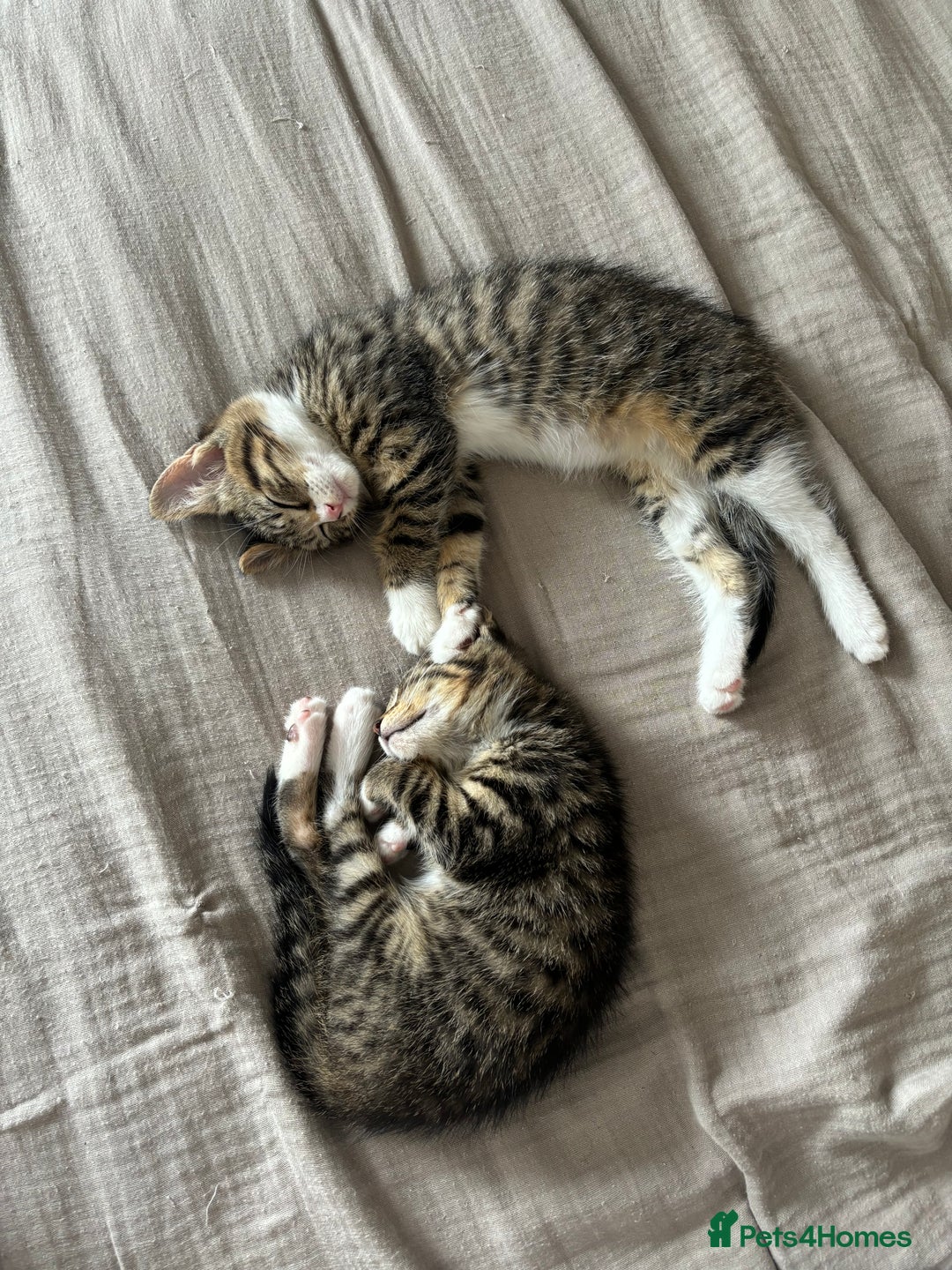 Domestic Shorthair cats for sale: Pair of Domestic shorthair kittens🤍 - Image 3