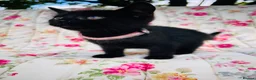 Mixed Breed cats for sale: *READY NOW* 5 Beautiful, Confident Kittens - Advert 21