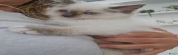 Ragdoll cats for sale: Purebred beautiful ragdoll kittens  - Advert 16