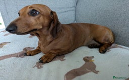 Miniature Dachshund dogs for sale: Lovely Miniature Dachshund  - Advert 4