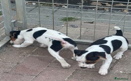 Jack Russell dogs for sale: Quality pure Jack Russell pups  - Image 8