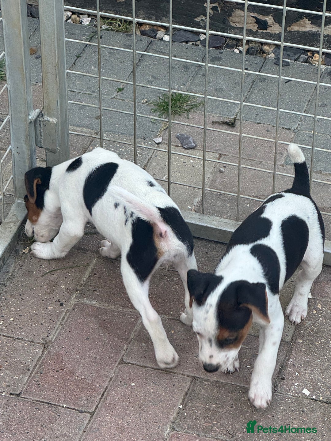 Jack Russell dogs for sale: Quality pure Jack Russell pups  - Image 8