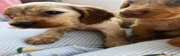 Cocker Spaniel dogs for sale: Show type cocker boys  in Daventry - Advert 12