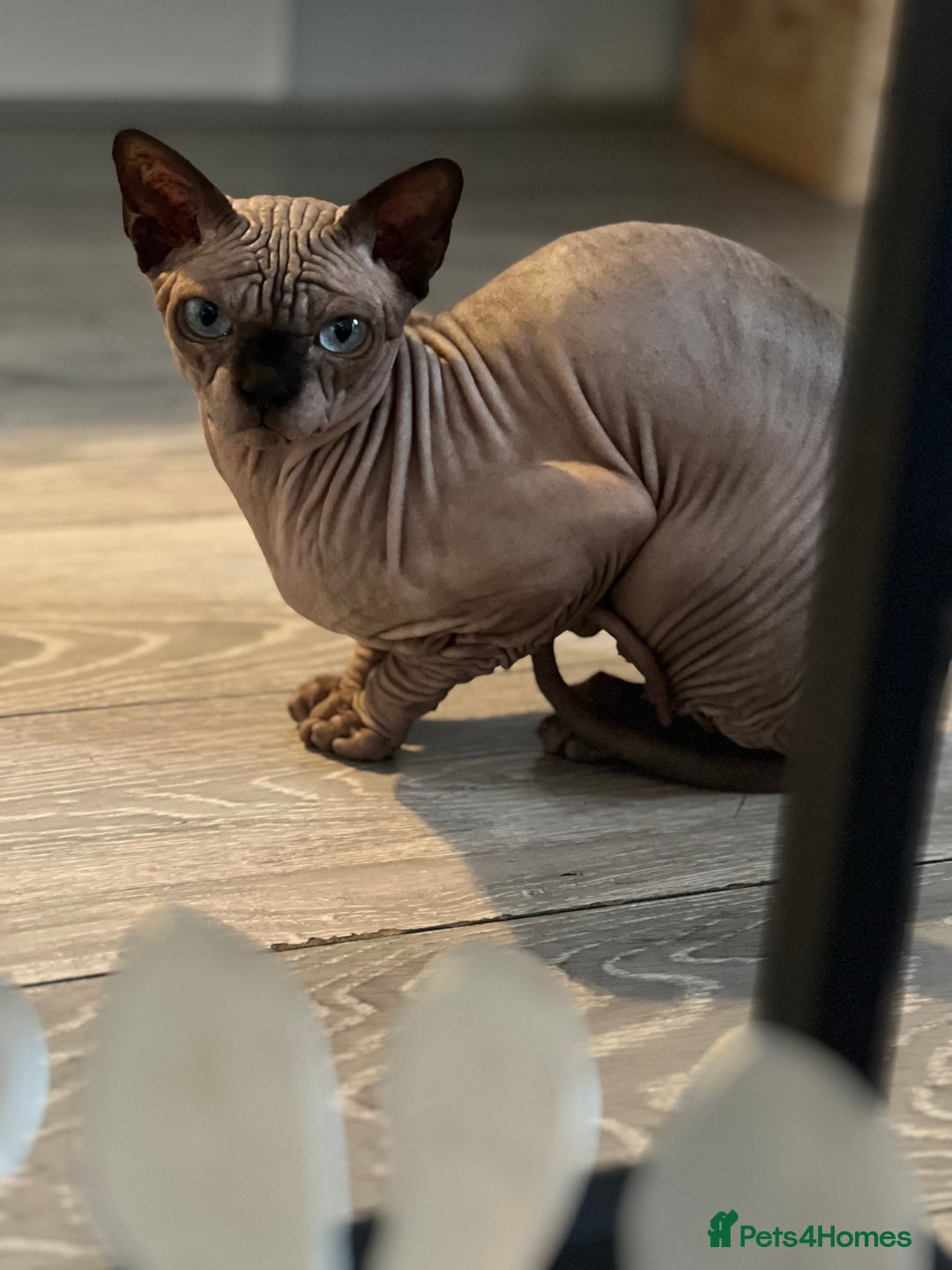 Sphynx cats for sale: Gorgeous 5 years old boy Tica registered - Image 6