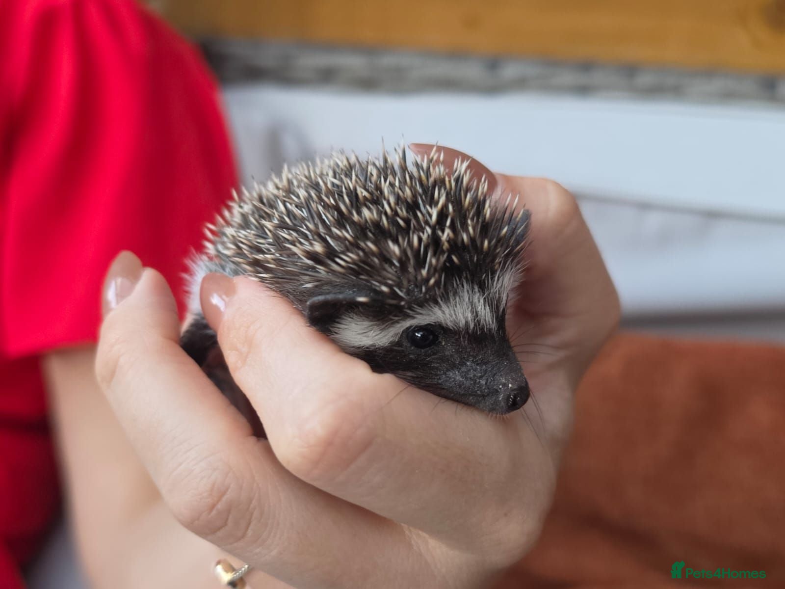Pygmy Hedgehog rodents Male african pigmy hedgehog  - Advert 18