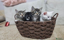 Mixed Breed cats for sale: Sweet Kitties - Image 8