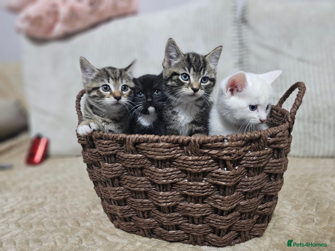Mixed Breed cats for sale: Sweet Kitties - Image 8