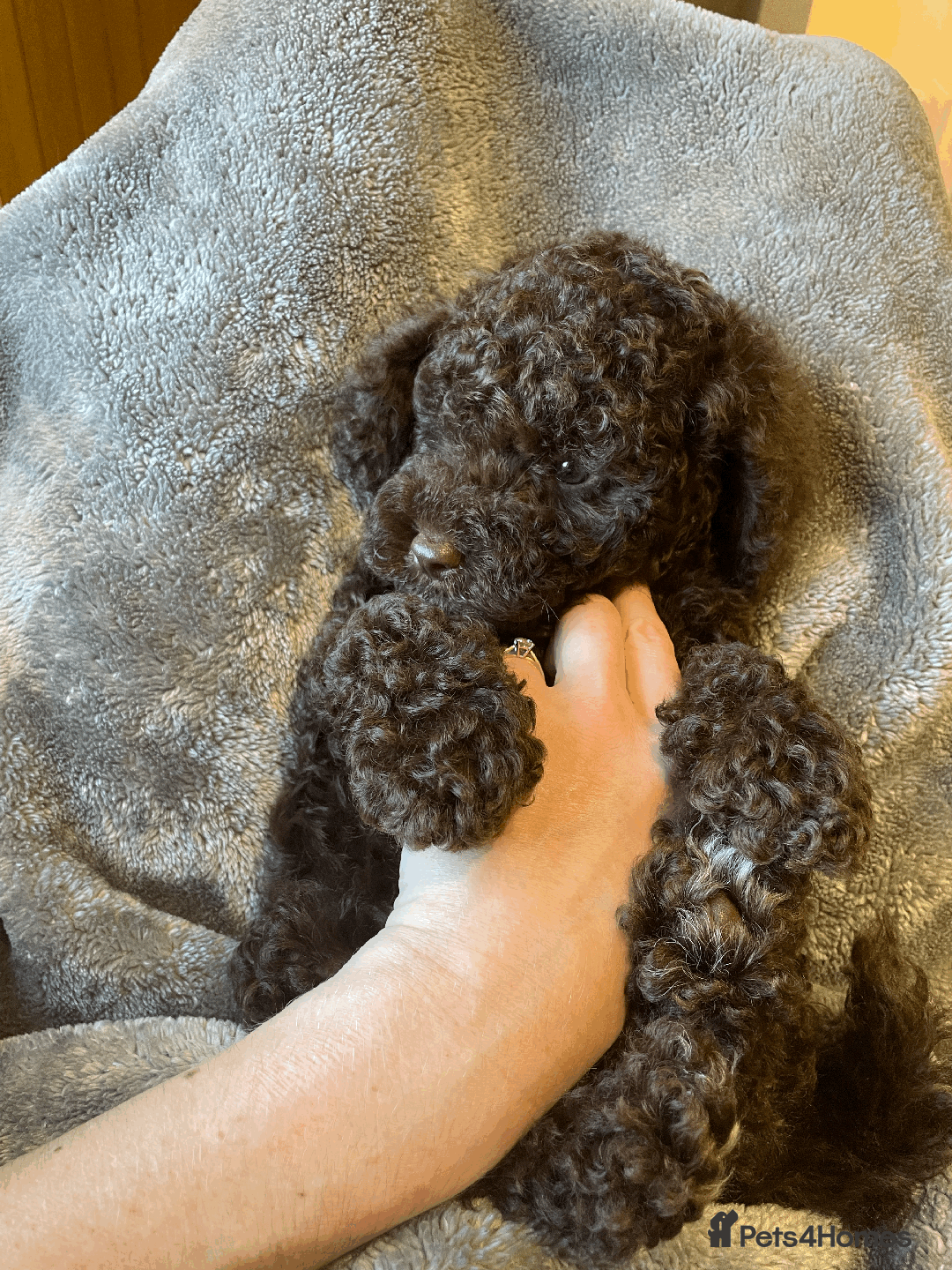Cockapoo dogs for sale: F1b Toy Cockapoo puppy - Advert 15